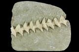 Archimedes Screw Bryozoan Fossil - Illinois #129640-1